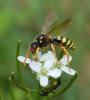 Nomada goodeniana